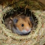 hamster-grasnest
