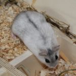 Hamster kletter aus Kammer Hamster kletter aus Kammer