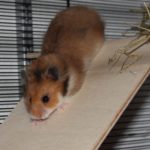 Hamster auf Rampe Hamster auf Rampe