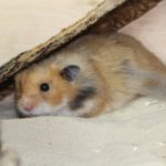 hamster-sand