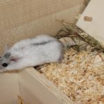 Mehrkammerhaus ohne Deckel Mehrkammerhaus ohne Deckel