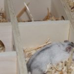 Hamster erkundet Mehrkammerhaus Hamster erkundet Mehrkammerhaus