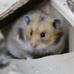 Teddyhamster Lebenserwartung - Wie alt werden Teddyhamster? Teddyhamster Lebenserwartung - Wie alt werden Teddyhamster?