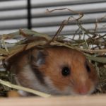 Hamster im Heu Hamster im Heu