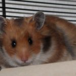 Lebenserwartung des Teddyhamsters Lebenserwartung des Teddyhamsters