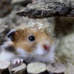 teddyhamster-buddeln