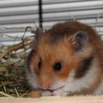 Teddyhamster beim Fressen Teddyhamster beim Fressen