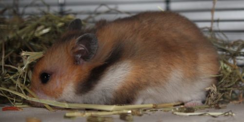 Teddyhamster im Profil