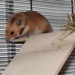 Teddyhamster auf Etage Teddyhamster auf Etage