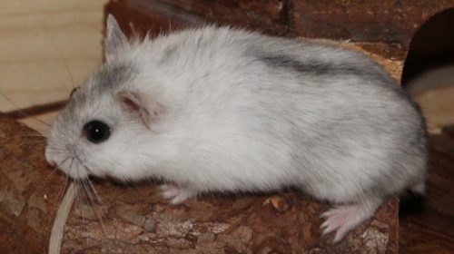 Campbell Zwerghamster Steckbrief