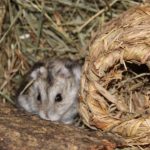 Dsungarischer Zwerghamster versteckt sich Dsungarischer Zwerghamster versteckt sich