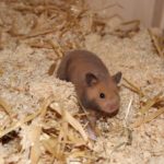 Goldhamster im Einstreu aus Stroh und Kleintierstreu Goldhamster im Einstreu aus Stroh und Kleintierstreu