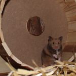 Goldhamster im Laufrad Goldhamster im Laufrad