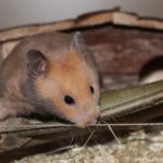 Goldhamster beim Klettern Goldhamster beim Klettern
