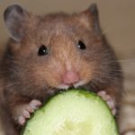 Gurke als Wasserspender Gurke als Wasserspender