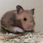 Hamster gibt Pfote Hamster gibt Pfote