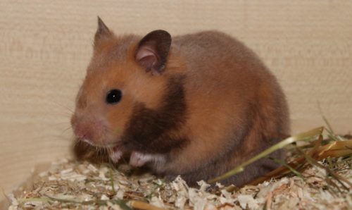 Goldhamster Steckbrief