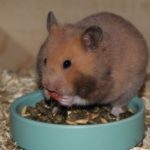 Trockenfutter in der Goldhamster Ernährung Trockenfutter in der Goldhamster Ernährung
