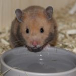 Napf mit Wasser neben Futter Napf mit Wasser neben Futter