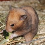 Goldhamster am Futtern Goldhamster am Futtern