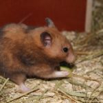 Hamster frisst Zuccini Hamster frisst Zuccini