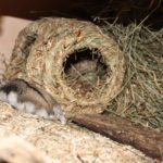 Großes und kleines Grasnest Großes und kleines Grasnest