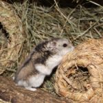 Hamster auf Heunest Hamster auf Heunest