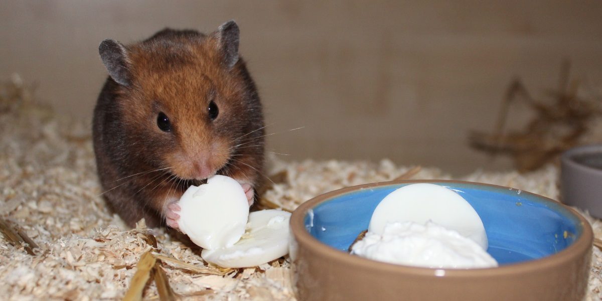 Eiweis im Hamsterfutter