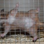 Goldhamster klettert am Gitter Goldhamster klettert am Gitter