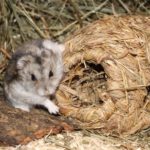 Hamster kuschelt mit Nest Hamster kuschelt mit Nest