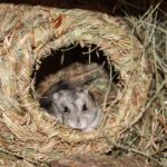 Dsungare schaut aus Grasnest Dsungare schaut aus Grasnest