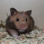 Hamster streckt sich Hamster streckt sich