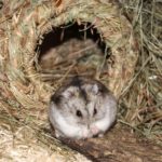 Hamster vor Grasnest Hamster vor Grasnest