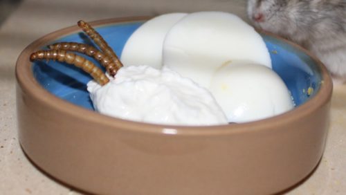 Hamsterfutter Bestandteil - Eiweis