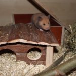 Goldhamster klettert auf Häuschen Goldhamster klettert auf Häuschen