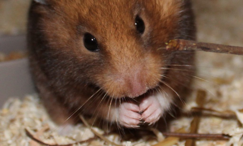 Gesunde Krallen beim Hamster