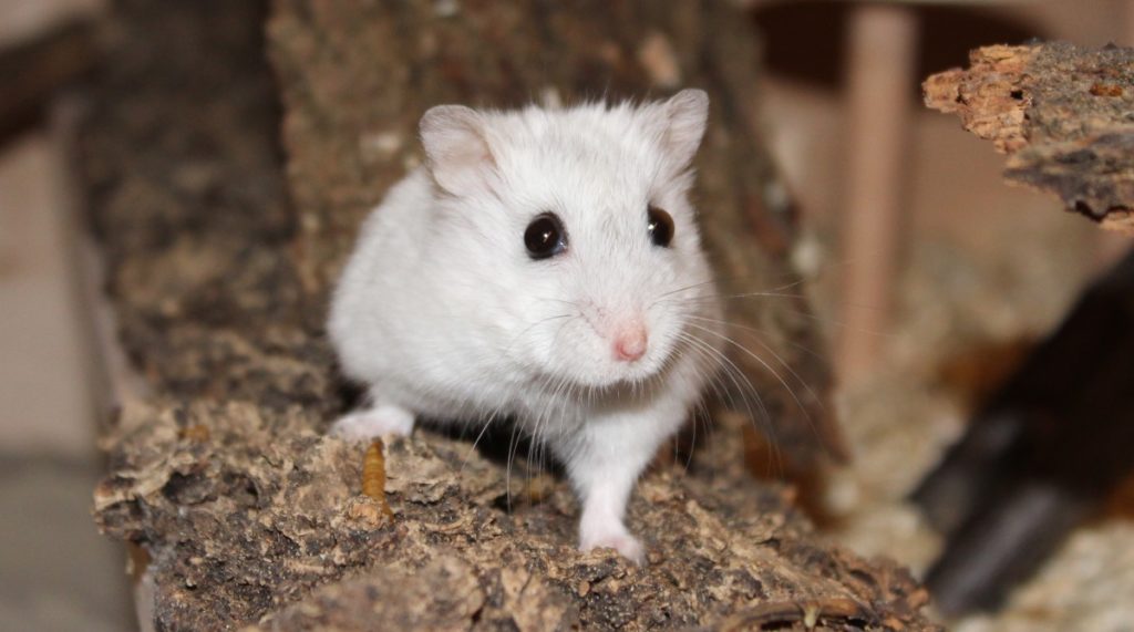 Rundum gesunder Hamster