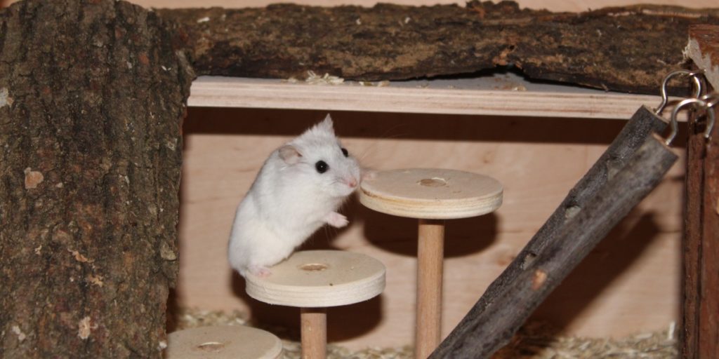 Hamster ist agil und klettert
