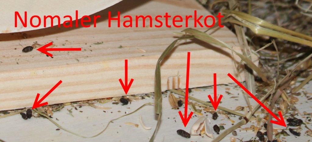 Normaler Hamsterkot - Kein Durchfall vorhanden