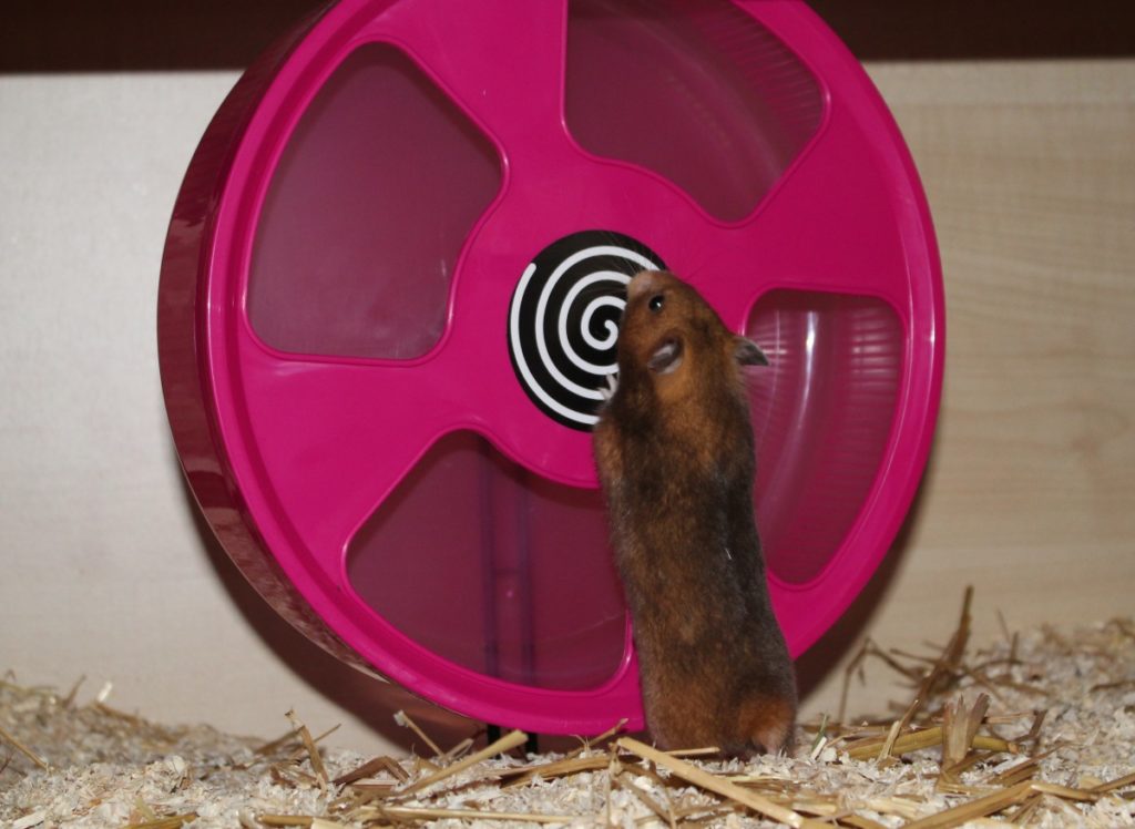 Laufrad für den Hamster kaufen