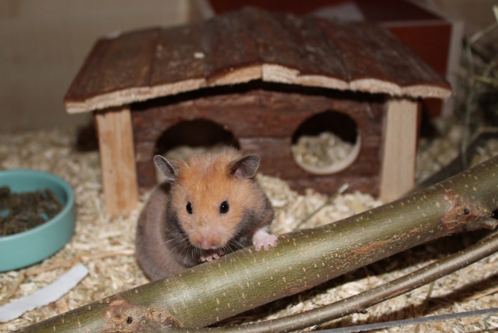Goldhamster Weibchen braucht Ruhe