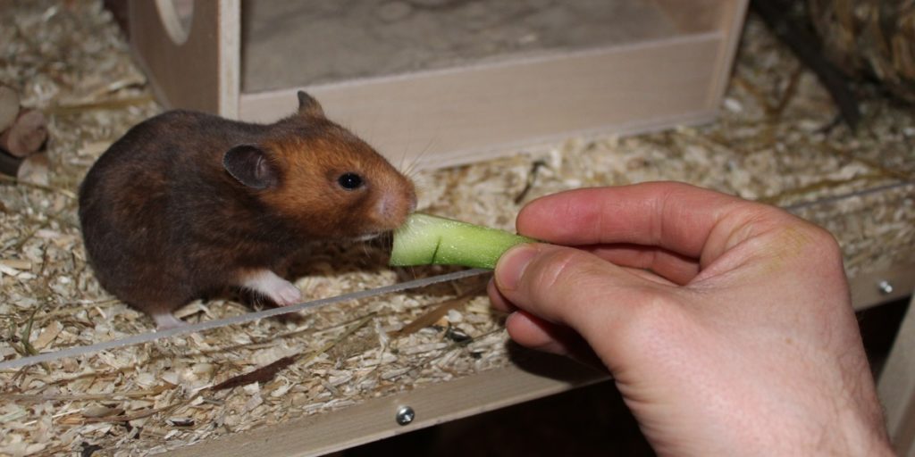 Zähmung des Goldhamsters