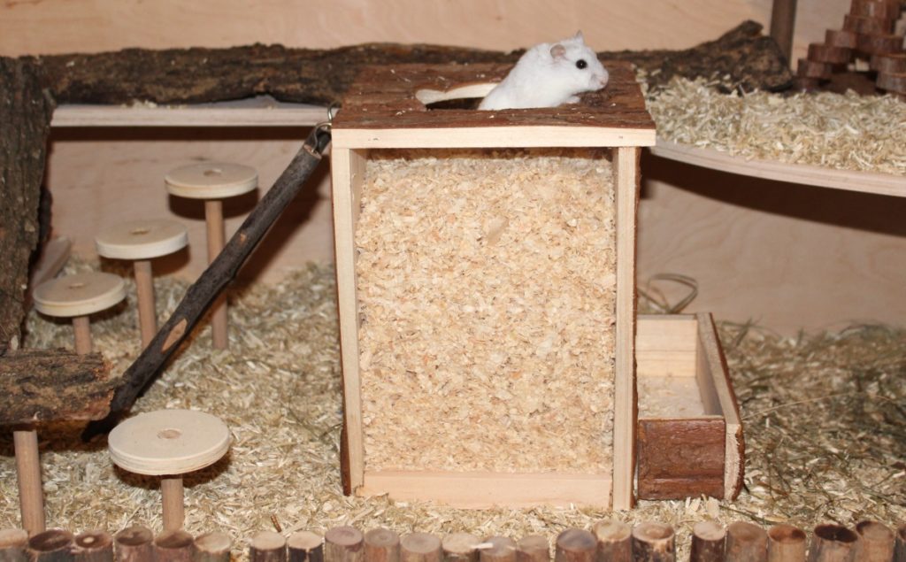 Zwerghamster im Buddelturm