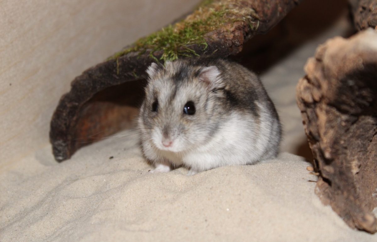 Das Sandbad gehört zur artgerechten Hamsterhaltung