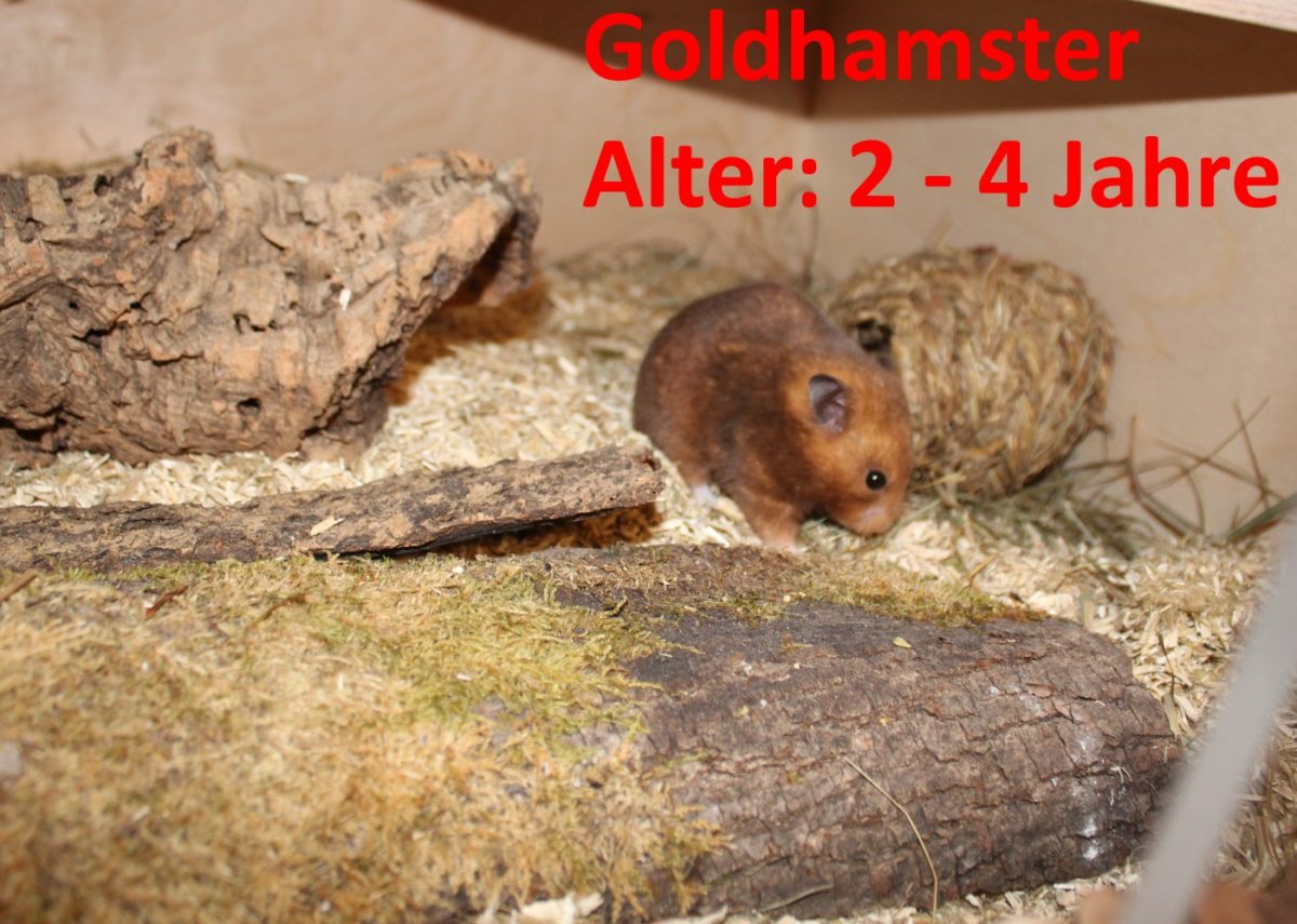 Wie alt werden Goldhamster?
