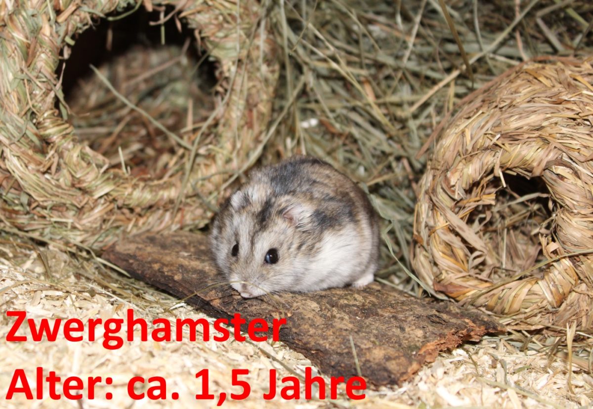 Wie alt werden Zwerghamster?