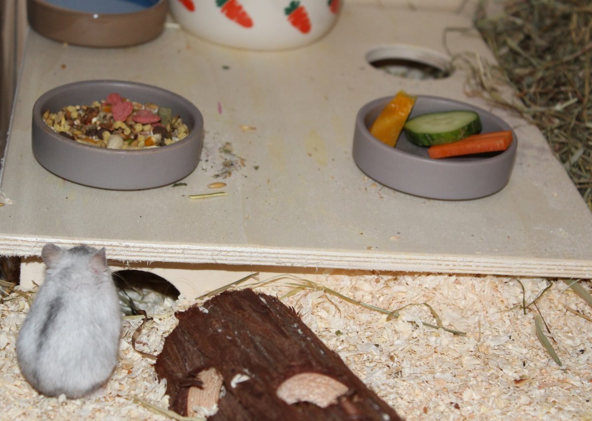 Separate Näpfe für Frischfutter und Trockenfutter