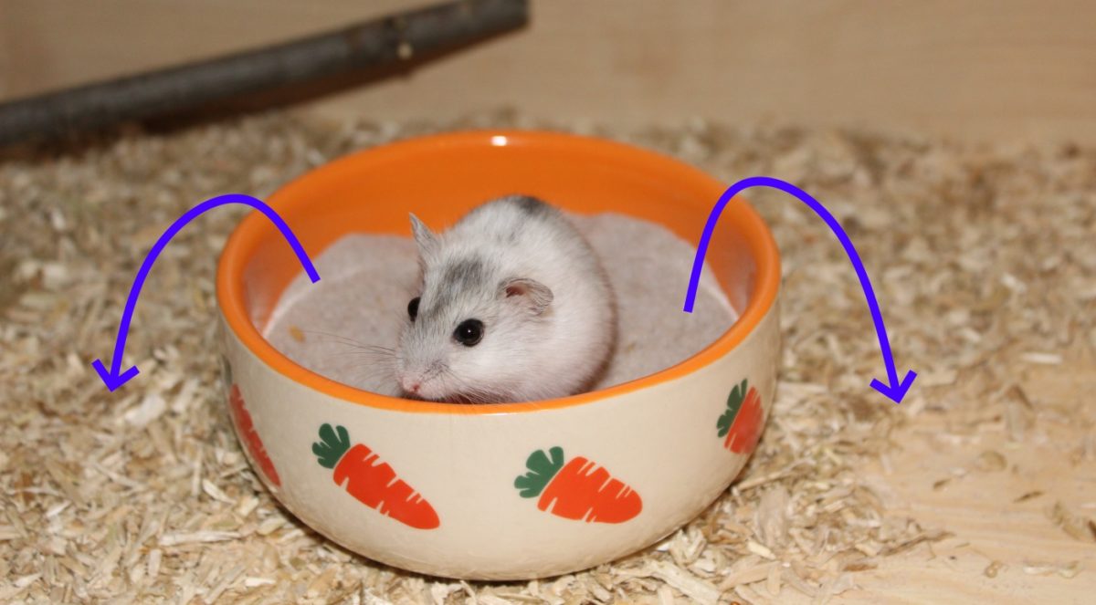 Hamster Sand in einer Schale