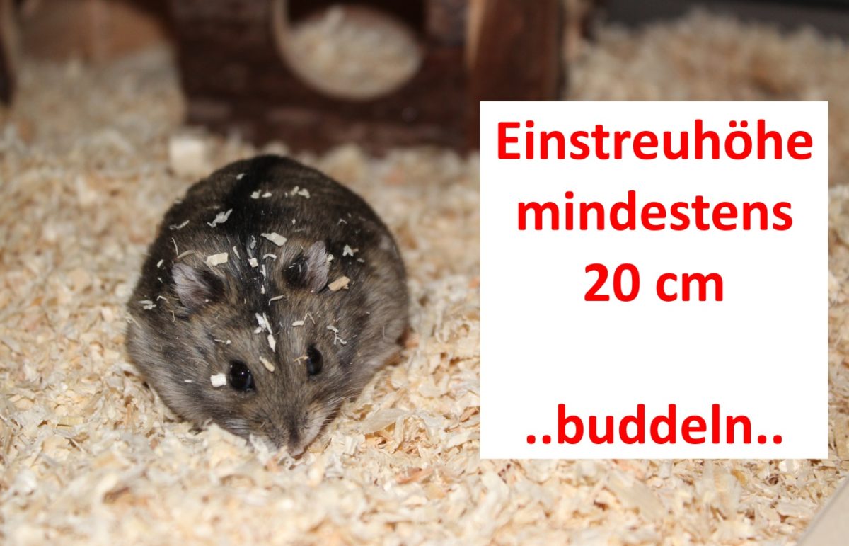 Einstreuhöhe im artgerechten Hamsterkäfig
