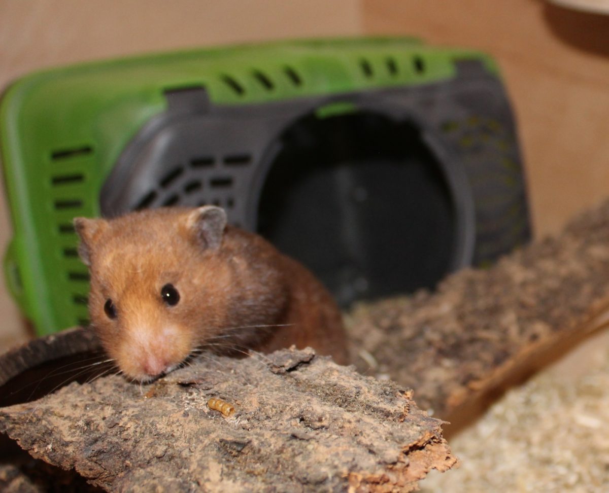 Den Hamster kaufen - Die Anschaffung